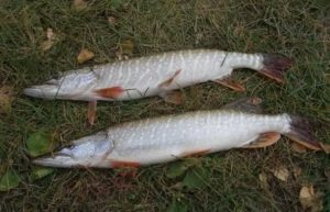 Прогноз клева рыбы в Жирновске на сегодня, завтра, 5 дней, неделю