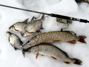 Прогноз клева в Калуге на сегодня, завтра, неделю, на Оке