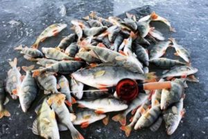 Прогноз клева в Чебоксарах на неделю, 5 дней, завтра, сегодня