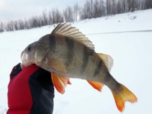 Прогноз клева рыбы в ХМАО Ханты Мансийске щуки и окуня