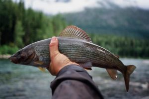 Прогноз клева в Томской области и Томске на 3 дня, 5-10 дней, неделю