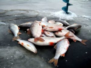 Прогноз клева в Калининграде на неделю, сегодня, завтра, 10 дней