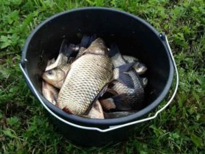 Прогноз клева рыбы в Тверской области и Твери на неделю