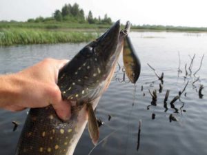 Прогноз клева рыбы в Бузулуке на сегодня, завтра, 5 дней, неделю