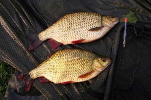 Прогноз клева в Пензенской области и Пензе на завтра, 5 дней и неделю