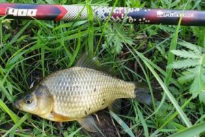 Прогноз клева в Пензенской области и Пензе на завтра, 5 дней и неделю