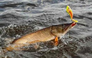 Прогноз клева рыбы в Муроме и районе на сегодня, завтра, 5 дней