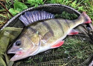 Прогноз клева рыбы в Татарстане на неделю, сегодня, завтра