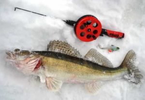 Прогноз клева в Тольятти на сегодня, завтра, 3-5 дней, неделю