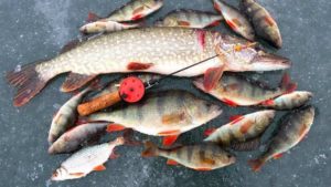 Прогноз клева рыбы в Жирновске на сегодня, завтра, 5 дней, неделю