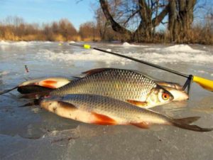Прогноз клева в Новокузнецке на 10 дней, неделю, сегодня, завтра