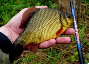 Прогноз клева рыбы в Удмуртии, Красногорск, Кама, Ува на неделю