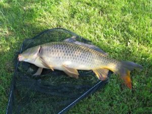 Прогноз клева рыбы в Жирновске на сегодня, завтра, 5 дней, неделю