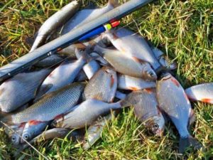 Прогноз клева рыбы в Татарстане на неделю, сегодня, завтра