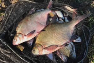 Прогноз клева в Тольятти на сегодня, завтра, 3-5 дней, неделю