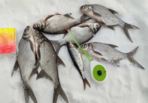 Прогноз клева рыбы в Вологодской области и Вологде, Шексна