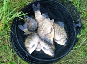 Прогноз клева рыбы в Магнитогорске на сегодня, завтра, 3-5 дней, неделю