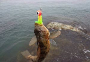 Прогноз клева рыбы в Крыму на 10 дней, неделю, советский район