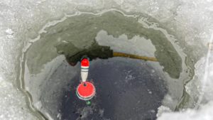 Почему не клюет рыба: окунь, щука, карась, причины плохого клева