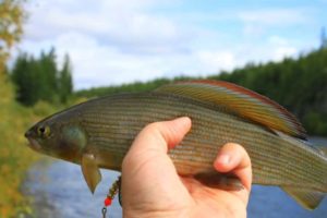Ловля хариуса на реках - снасти летом и зимой, рыбалка на спиннинг