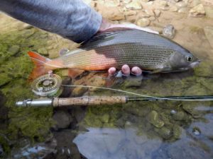 Ловля хариуса на реках - снасти летом и зимой, рыбалка на спиннинг