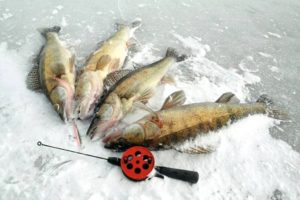 Ловля зимой со льда леща, судака, карася, окуня, рыбалка