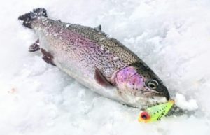 Ловля зимой со льда леща, судака, карася, окуня, рыбалка