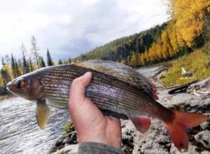 Ловля хариуса на реках - снасти летом и зимой, рыбалка на спиннинг