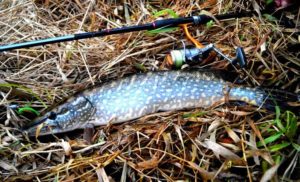 Ловля щуки с берега на спиннинг, живца, удочку, летом и осенью