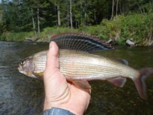 Ловля хариуса на реках - снасти летом и зимой, рыбалка на спиннинг