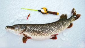 Вне зависимости от снасти, лунку при охоте на щуку нужно делать шире. Чтобы удачно извлечь хищницу, нужно припасти багорик.
