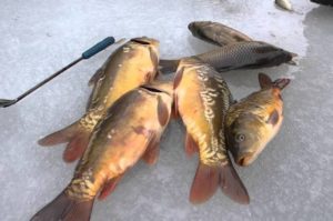 Где водится рыба хариус в России, где ловится - реки