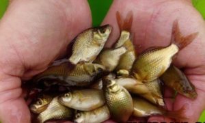 Ловля щуки с берега на спиннинг, живца, удочку, летом и осенью