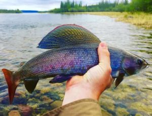 Где водится хариус в России, фото и описание рыбы