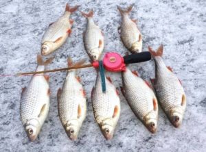 Где водится рыба хариус в России, где ловится - реки