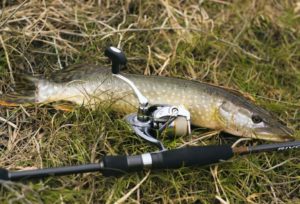 Ловля щуки с берега на спиннинг, живца, удочку, летом и осенью