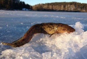 Запрет на ловлю налима на рыбинском водохранилище и области