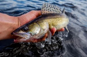 Запрет на ловлю судака по областям, в крае и Рыбинском водохранилище