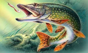 Запрет на ловлю щуки - с какого числа в областях и регионах