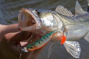 Воблеры для троллинга на судака и щуку - рейтинг уловистых