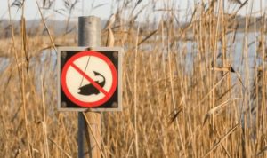 Запрет на ловлю щуки - с какого числа в областях и регионах