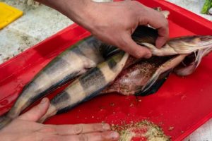 Терпуг что за рыба - как готовить, среда обитания, отзывы, польза