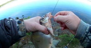 Лучшие крючки для фидера на леща, карася, карпа ТОП 10 рейтинг