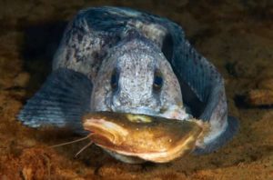 Зубатка что за рыба - чем полезна, как готовить, чем вредна, отзывы