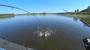 Уровень воды в Томи в Новокузнецке онлайн веб график