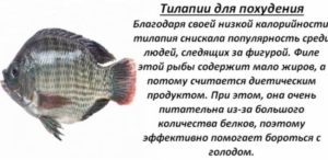 Что за рыба Тилапия – где водится, как приготовить, польза и вред