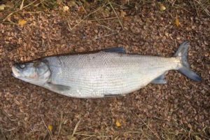 Белорыбица что за рыба, фото, рецепты, описание, польза