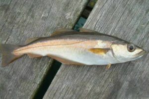 Что за рыба сайда – как готовить, рецепты, отзывы, фото, цена