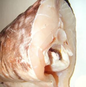 Что за рыба конгрио креветочная – как готовить, рецепты, отзывы, фото