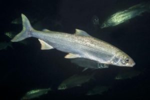 Белорыбица что за рыба, фото, рецепты, описание, польза